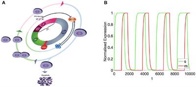 Structured dynamics of the cell-cycle at multiple scales